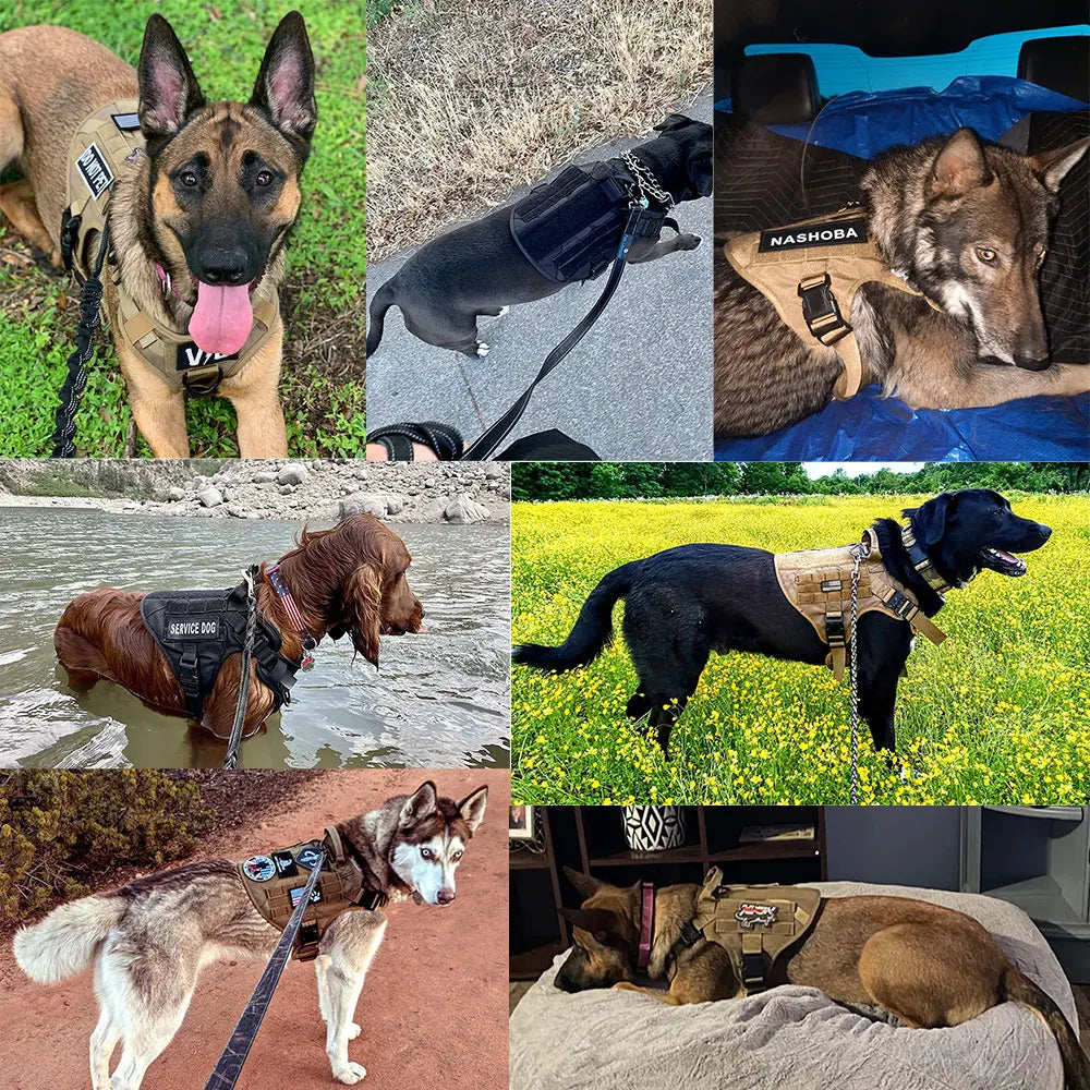Petravel Padded Nylon Dog Harness And Adjustable Leash Set